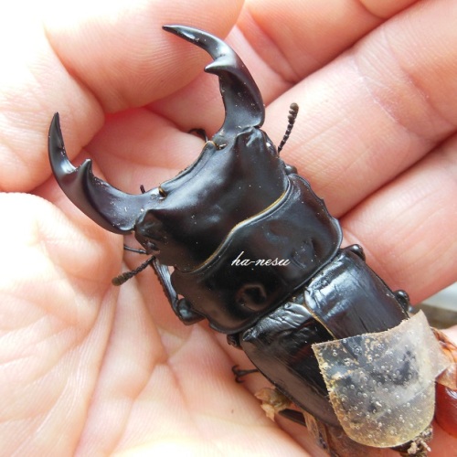 hB3Cβ-17-06 (1).JPG