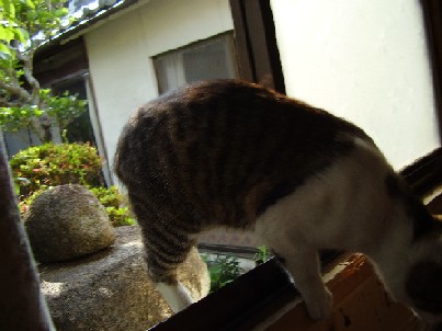 外猫　 2008.06,17 022.jpgブログ.jpg
