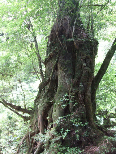 屋久島33.jpg