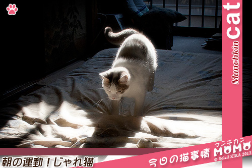おもちゃにじゃれる遊ぶ猫 ネコ マンチカン munchkin_momo121211.jpg