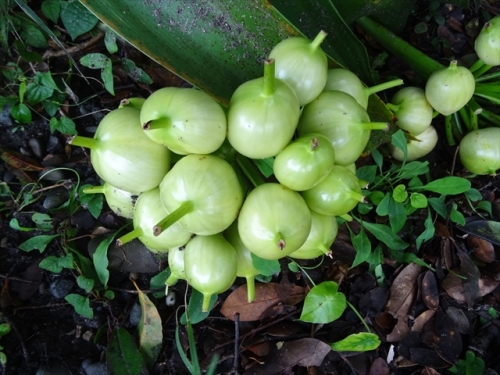 DSC05994_R.JPG