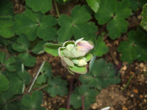 DSCF5737.JPG