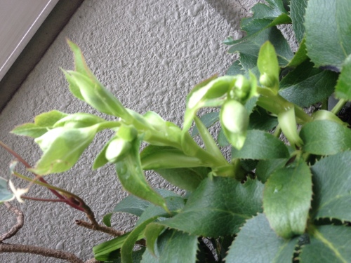 201403022306_1350_iphone.jpg