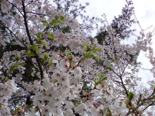 20120501082025.jpg