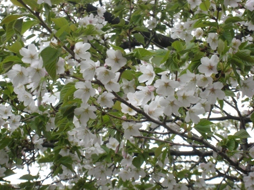 山桜-1.jpg