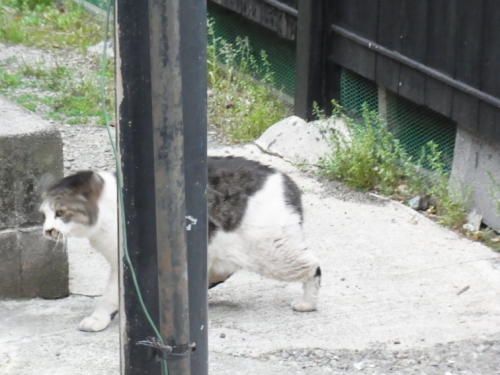 20130330小田原　13猫.jpg