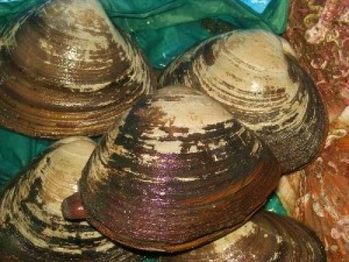 DSCN0931 (300x225).jpg