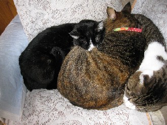 クロ・ゴン・みかん　2012.02.08 003.jpgブログ.jpg