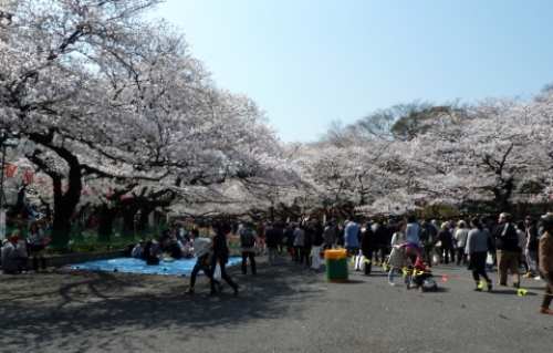 pict-上野の桜 2.jpg