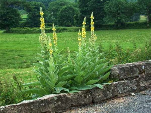 molene-verbascum_thapsus.jpg