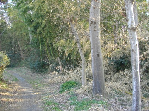 青鳥城空堀(2) (500x375).jpg
