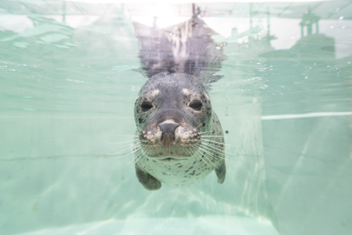 神戸市立須磨海浜水族園のゴマフアザラシその２.jpg