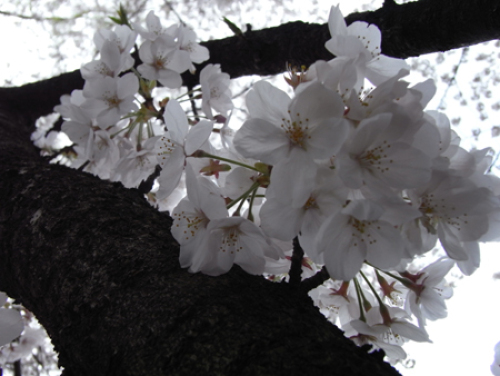 sakura187wb.jpg