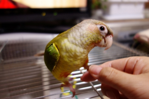 DSC02242 (800x534).jpg