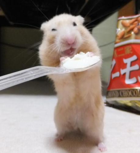 ポップ４.JPG