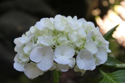 20150606 アジサイ.jpg