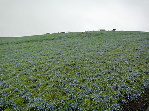 ひたち海浜公園9.jpg