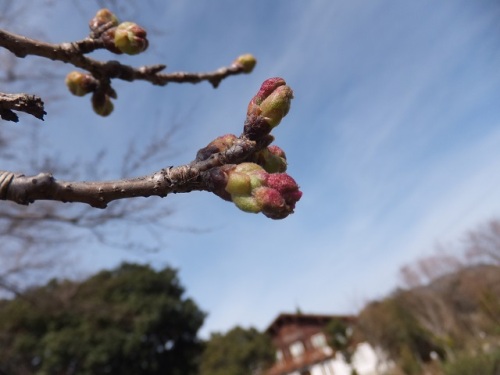 桜　2.jpg