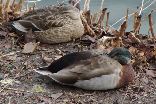 アメリカヒドリ？