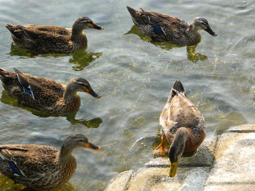 DSCN3990.JPG