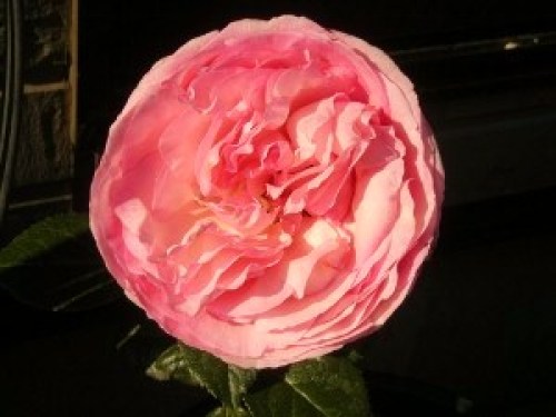 DSCN8045 (300x225).jpg