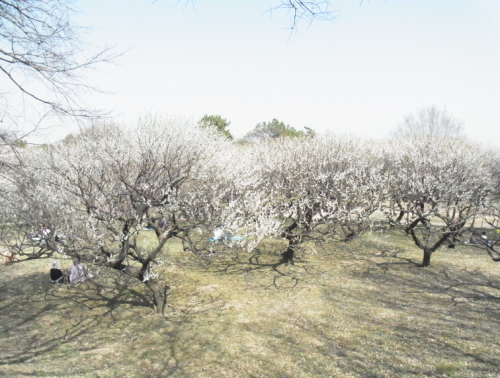 20130309梅林公園3.jpg