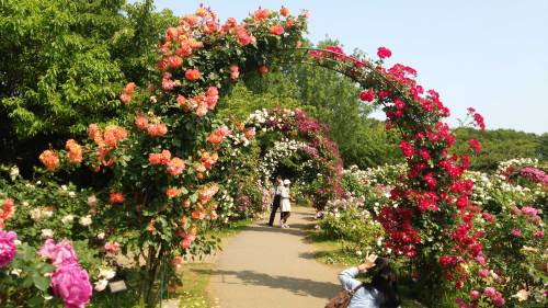 20160521京成バラ園４.jpg