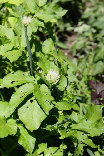 20160514 タマネギ 4.jpg