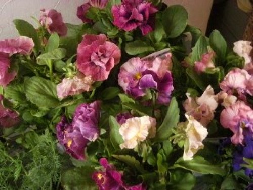 DSCN5939 (300x225).jpg