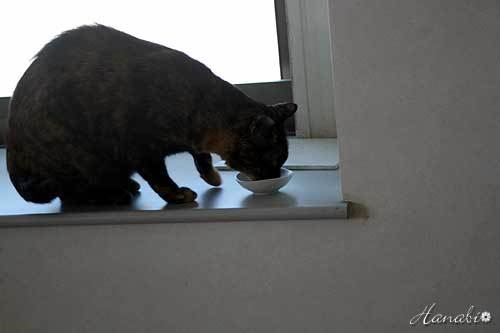 20120519あん05.jpg
