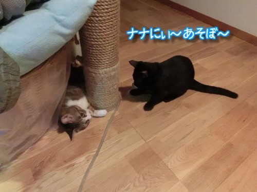 ねこ の記事一覧 ねこ天使の癒し 楽天ブログ