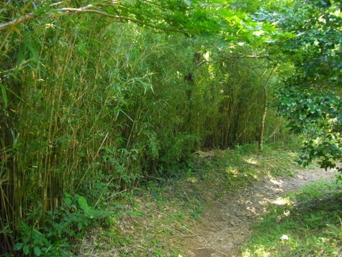 湯坂路浅間山登山道 (3) (500x375).jpg