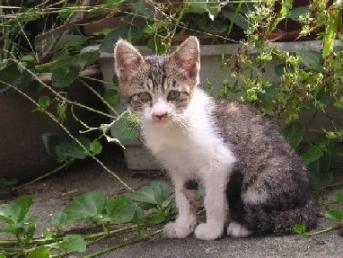 外猫