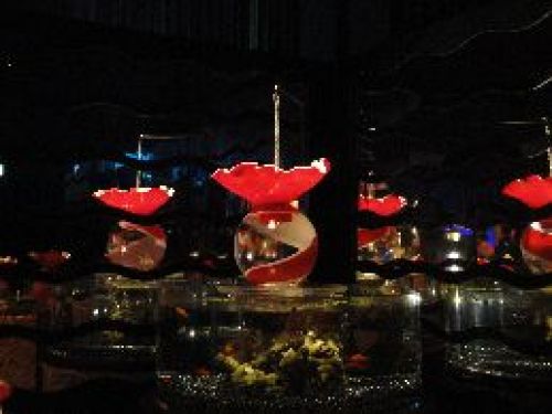 金魚9.JPG
