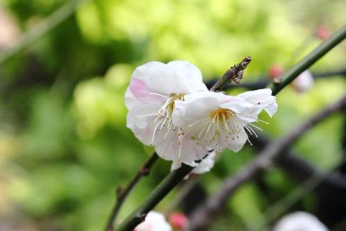 20160228 梅　輪違い 2.jpg