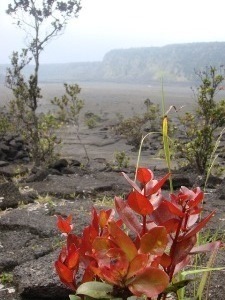 植物2(V.2013_10_09__10_57_46).jpg