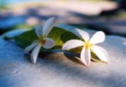 プルメリア.jpeg