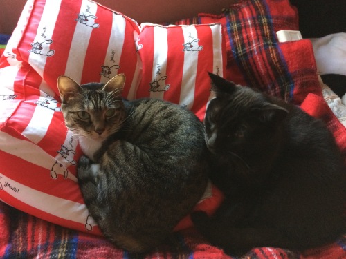 IMG_0825 - コピー.JPG