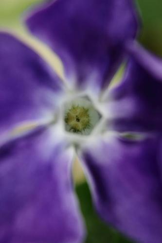 20160416 ツルニチソウ.jpg