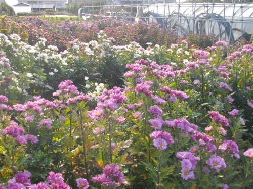 高塚山お花畑 (11) (500x374).jpg