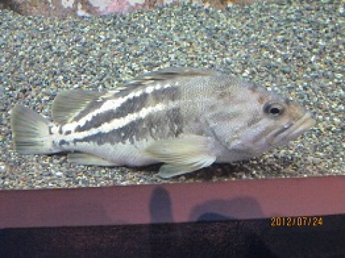 IMG_2767魚2.jpg