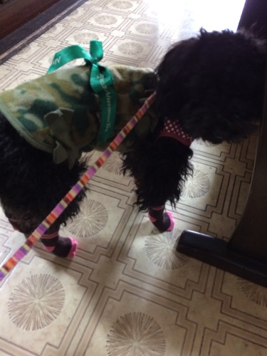 IMG_8261 - コピー.JPG