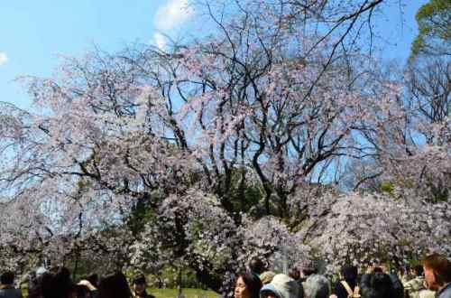 CHERRY BLOSSOM RIKUGIEN 4.Apr.2017-1.jpg