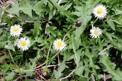 20160402 白タンポポ.jpg