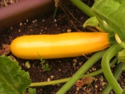 DSCN9017 (300x225).jpg