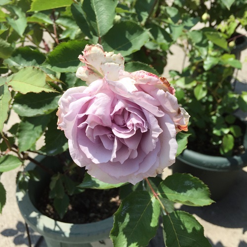 2016-04-29 11.34.15 - コピー.jpg