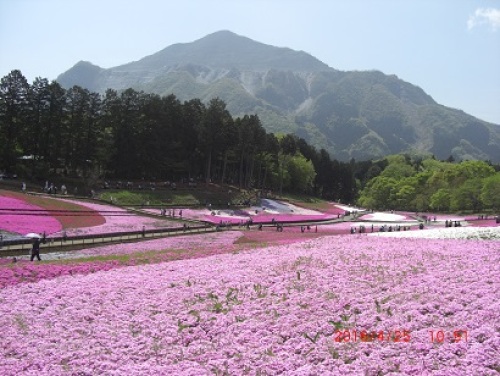 武甲山芝桜.jpg