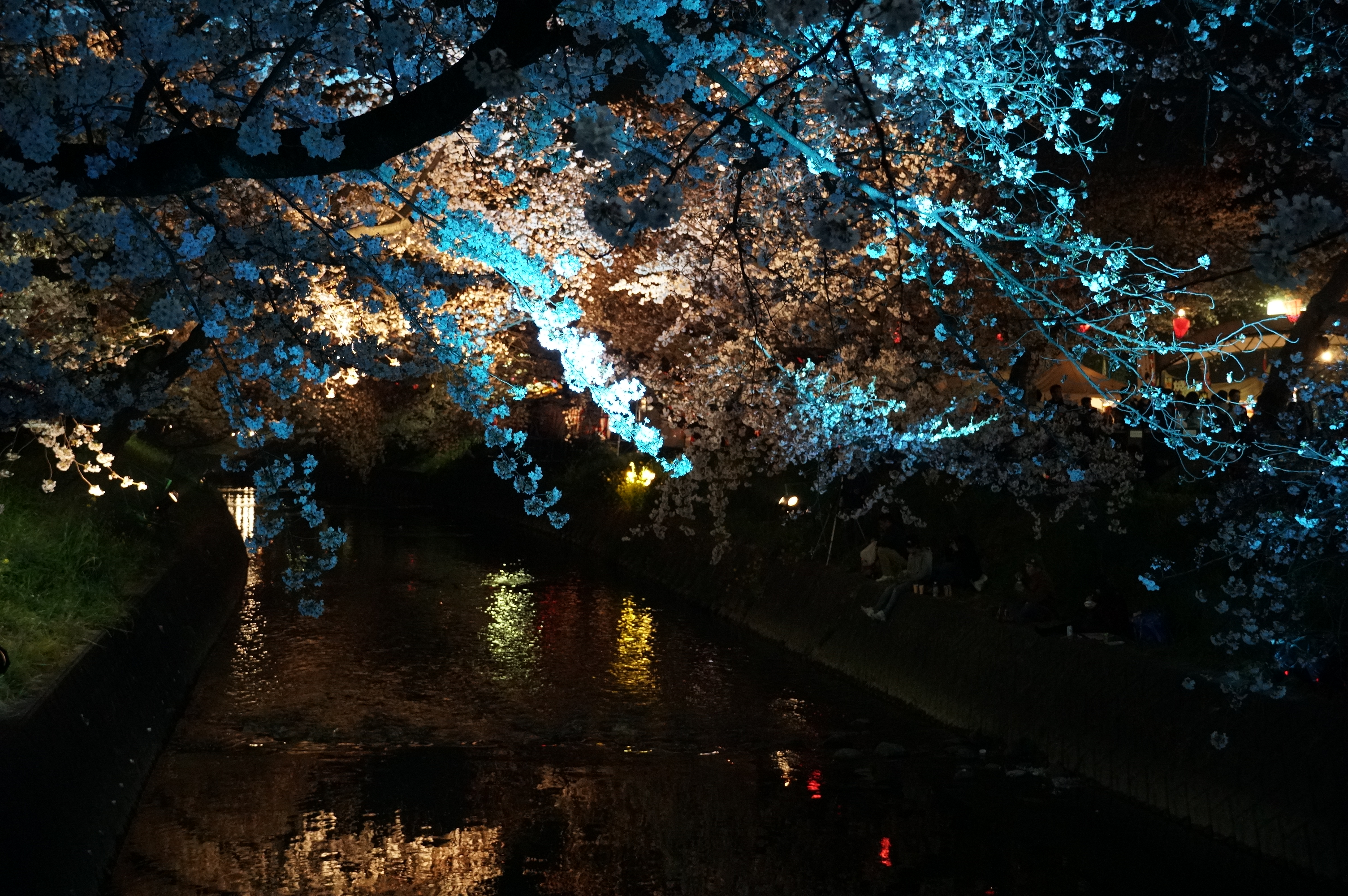 五条川の夜桜 イオン社労士事務所の日記 岩倉市 社会保険労務士 小牧市 楽天ブログ