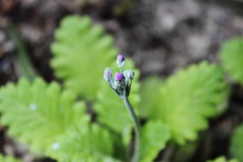 20160123 サクラソウ2.jpg