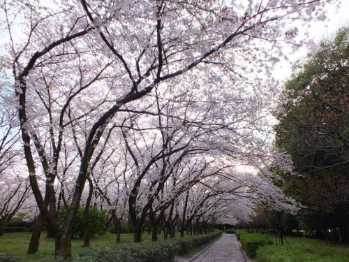 DSCF1453 - コピー.JPG